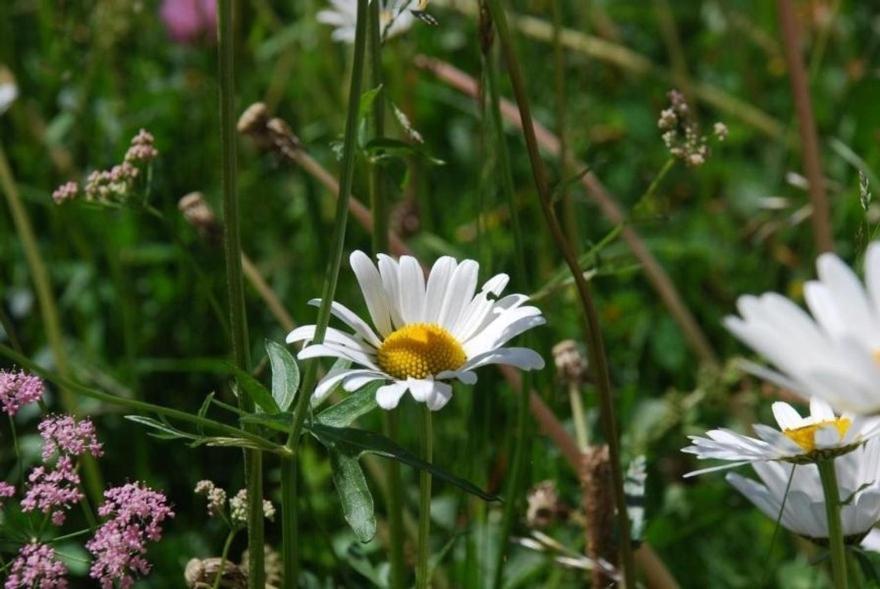 Arnica 5 Daire La Punt-Chamues-ch Dış mekan fotoğraf